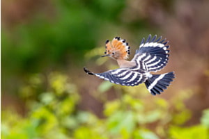 Jungfernflug 