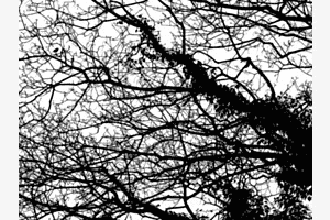 Silhouette(n) Silhouette(n)