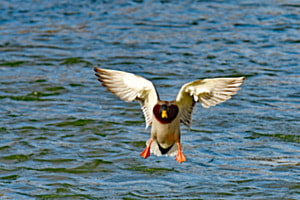 Anflug... Anflug...