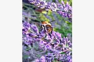 Hummel beim Abflug Hummel beim Abflug