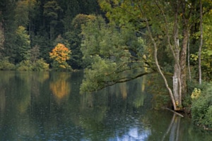 Am Weiher im Regen