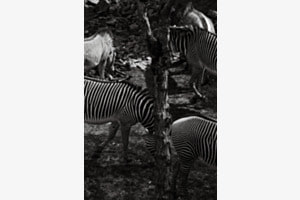 stripes everywhere