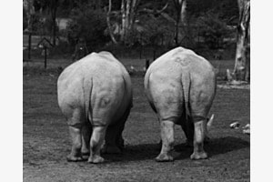 Nashorn Füdlis 