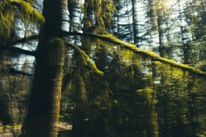 Waldmalerei