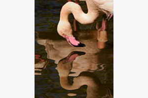 Mirror Flamingo – Walter Zoo Mirror Flamingo – Walter Zoo