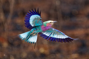 Gabelracke im Flug Gabelracke im Flug