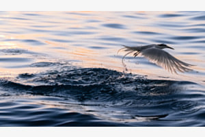 Flying away