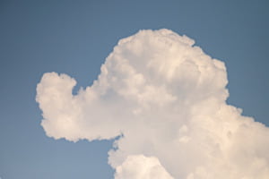Der Elefant