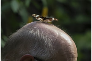 Punktlandung im Papillorama