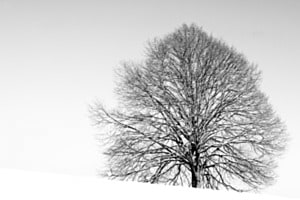 Linde im Schnee
