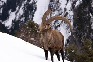 Steinbock im Tiefschnee Steinbock im Tiefschnee