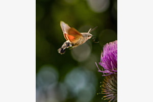 Taubenschwänzchen