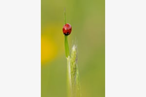 Glück Glück