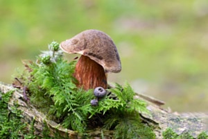Herbstzeit ist Pilz-Zeit