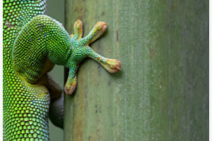 Gecko Fuss