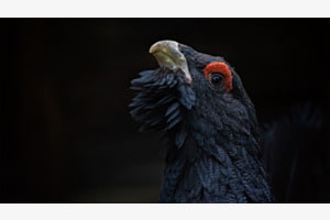 der Poser