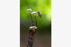 Fliegen-Pilz