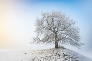 Winter Zauber