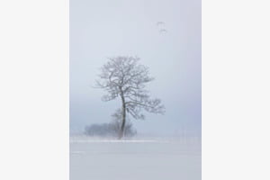 Überflieger