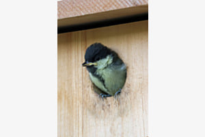 Ich bin neu hier Ich bin neu hier