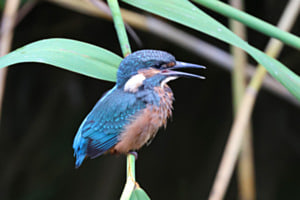 Junger Eisvogel