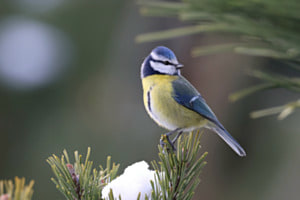 Hübsche Blaumeise Hübsche Blaumeise