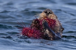 Seeotter Seeotter