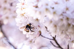 Hummel an Kirschblüte