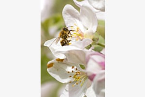 Biene an Apfelblüte