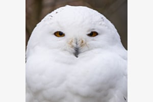 Der Blick Der Blick