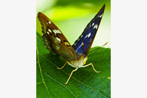 Butterfly in pose