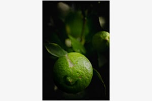 Frisch vom Baum