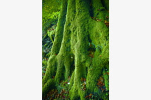 Grün im Wald
