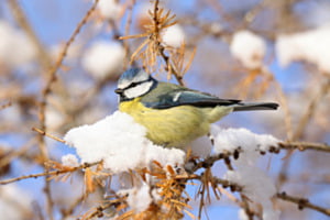 Blaumeise nimmt ein Sonnenbad Blaumeise nimmt ein Sonnenbad