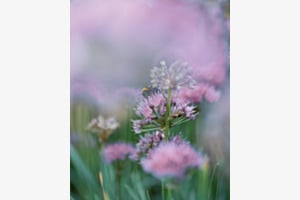 Aquarell Hummel