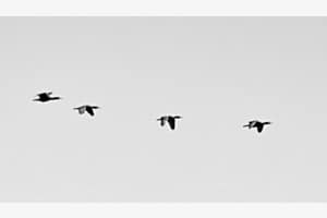 Kormorane Formationsflug