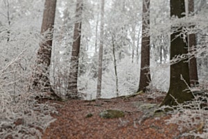 WINTER-ZAUBER IM WALD
