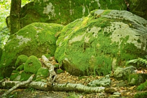 GRÜNE FELSEN IM WALD