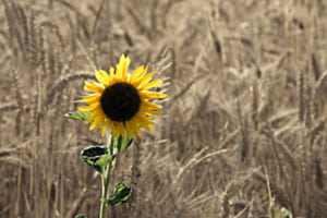 ALLEIN IM KORNFELD
