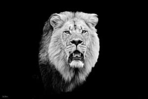 der König