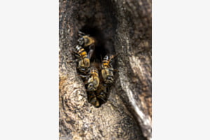 Wildbienen Wildbienen