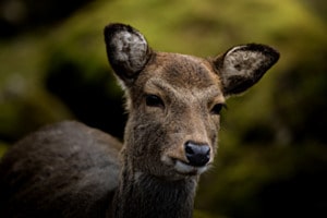 Sikahirsch Sikahirsch