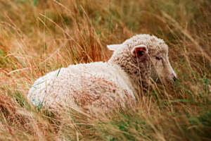 Cornwall schaf