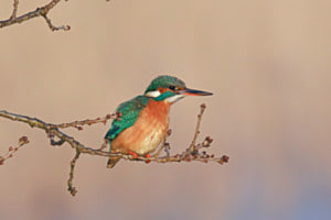 Observer Observer