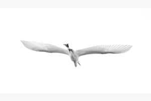 Überflieger