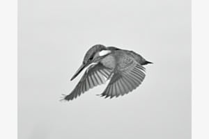 Rüttelflug