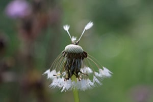 Pusteblume