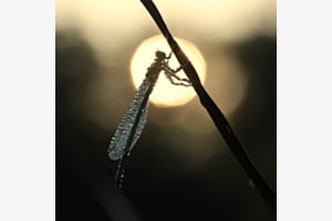 Libelle im Glitzerkleid