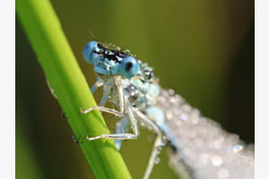 Libelle mit Morgentau