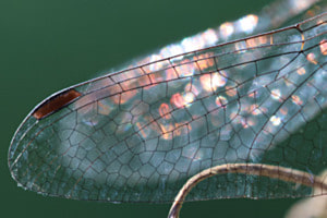 Schillernder Libellenflügel